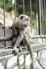 Monkey Mother with Baby on Fence