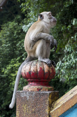 Sitting Cynomolgus Monkey