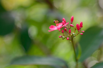 Obraz premium Bee on red flowers in garden.