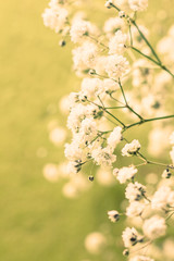 Fototapeta premium gypsophila (Toning)