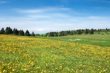 Wiese mit bl&uuml;hendem L&ouml;wenzahn 
