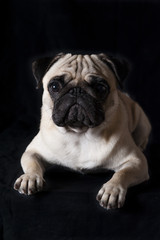 A cute pug that could be good for advertisement