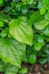 Fototapeta na wymiar Piper sarmentosum leaf, thai herb.