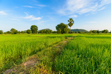 Rice Field in the Morning.
