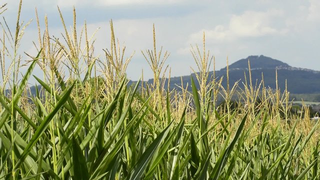 Maisfeld mit Berg Hohenstaufen im Hintergrund