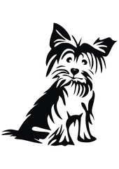 yorkshire Terrier, black silhouette, vector icon - obrazy, fototapety, plakaty