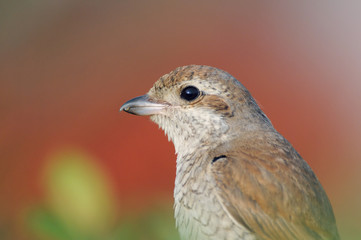 Juvenile Red-backed Shrike close-up portrait in October