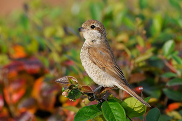 Juvenile Red-backed Shrike in October