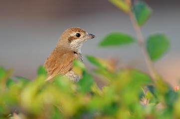 Juvenile Red-backed Shrike in October
