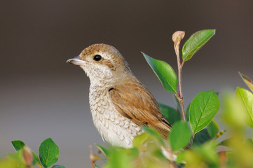 Juvenile Red-backed Shrike in October