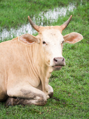 Brown cow