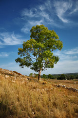 Obraz premium ALBERO IN PUGLIA