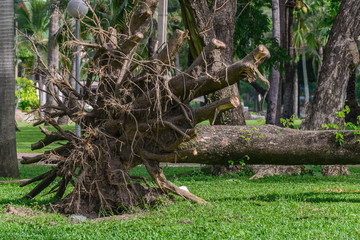 Falling tree in garden.