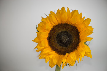 close-up of a beautiful sunflower  on a gray background