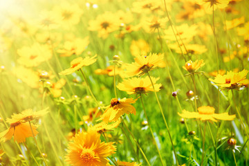 Cosmos flowers with sunlight