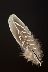 Bird's feather of Green Pheasant (Phasianus versicolor)