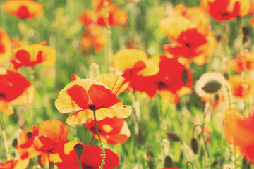 Meadow with beautiful bright red poppy  with sunlight