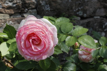 pink rose