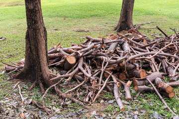 Fototapeta premium Logging in garden.