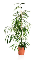 Dracaena in a pot