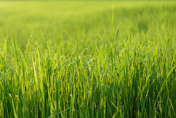 Fototapeta premium Rice Field in the Morning, Selective focus.