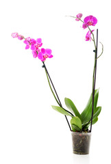 Naklejka na ściany i meble Orchid flower in a pot