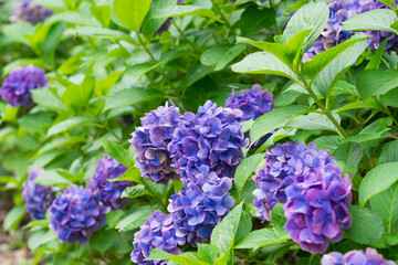 The purple hydrangea