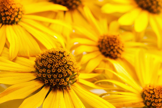 yellow daisy flower,background of the flowers