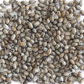 Eggs background / Eggs of Asia walking stick (Phasmina insect)