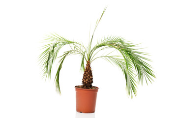 Palm plant in a brown pot
