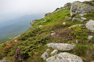 Carpathian rhododendron