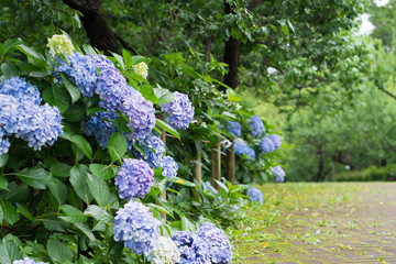 Promenade with the hydrangea,Tokyo Japan