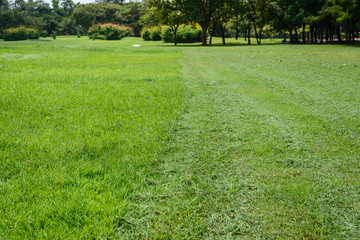 Fototapeta na wymiar Track of mowing lawn.