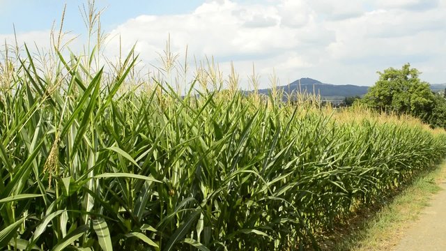 Maisfeld mit Berg Hohenstaufen im Hintergrund