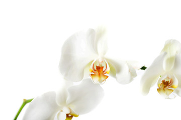 Obraz na płótnie Canvas Branch of orchid flower