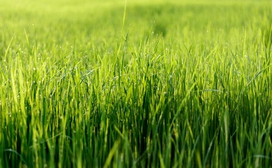 Fototapeta premium Rice Field in the Morning, Selective focus.