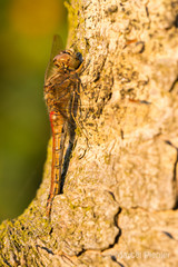 Libelle