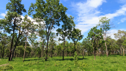 Obraz premium Tree in green grass field in forrest with blue sky.