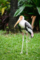 Pelican standing on a lawn.