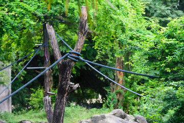 Rope tied with a tree for leisure adventure.