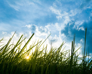 silhouette shot image of Grass and sky in shiny day