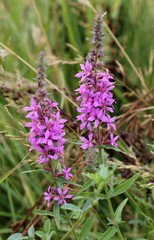 Цветущие травы