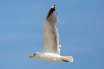 Möwe