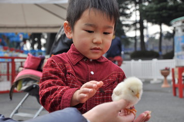 ひよこと子ども © Yuko