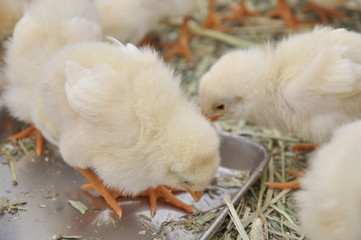 ひよこと子ども