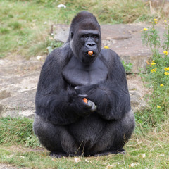 Silver backed male Gorilla