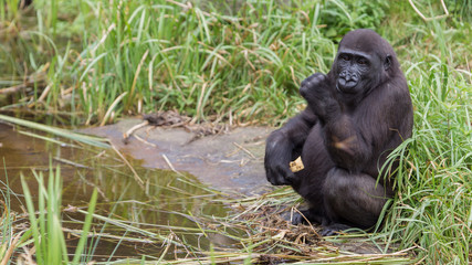 Young gorilla eating
