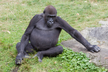 Adult gorilla resting