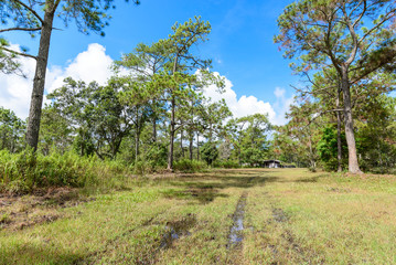 Wet road in rainforest.