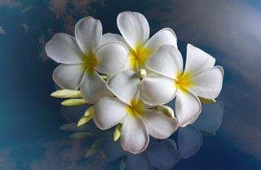 lovely fresh harmony white flower frangipani or plumeria on dark background